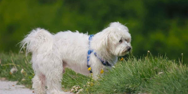 Maltese Terrier Irkı Köpekler Hakkında Herşey…